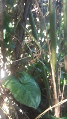 Argiope intricata