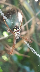 Argiope intricata
