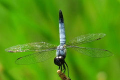 Aethriamanta gracilis