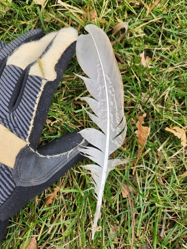 Ring-necked Pheasant