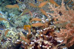 Pseudanthias huchtii