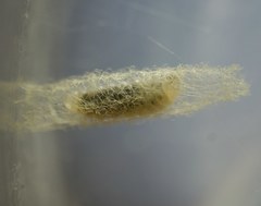 Zatypota bohemani
