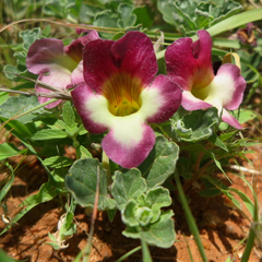 Harpagophytum zeyheri