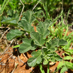 Harpagophytum zeyheri