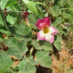 Harpagophytum zeyheri