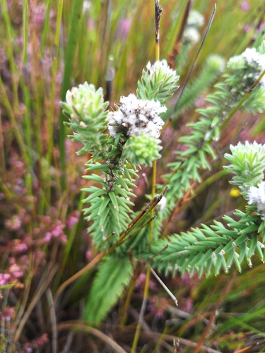 Kogelberg Bearded Candlestick (Kogelbergia verticillata)