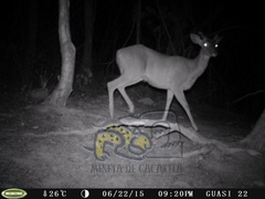 Odocoileus virginianus sinaloae