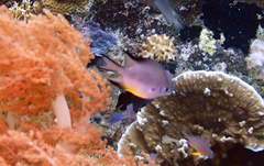 Amblyglyphidodon leucogaster