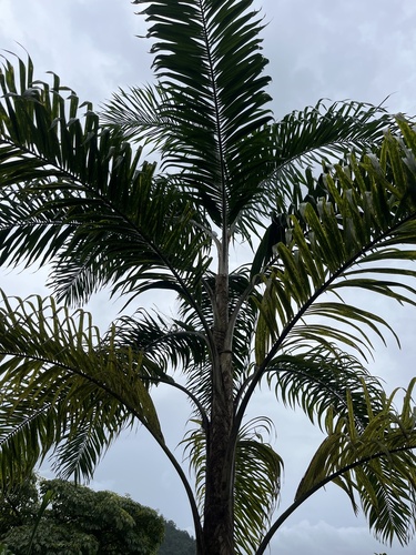 Bactris gasipaes - Whole tree