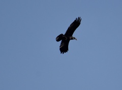 Corvus corax
