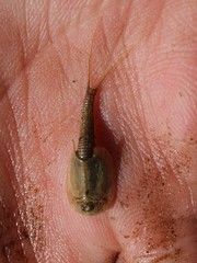 Triops granarius