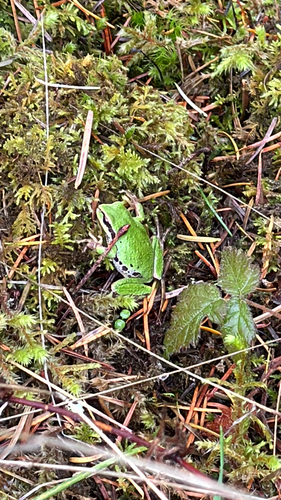 Pacific Tree Frog