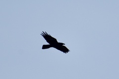 Corvus corax