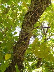 Taeniophyllum marianense