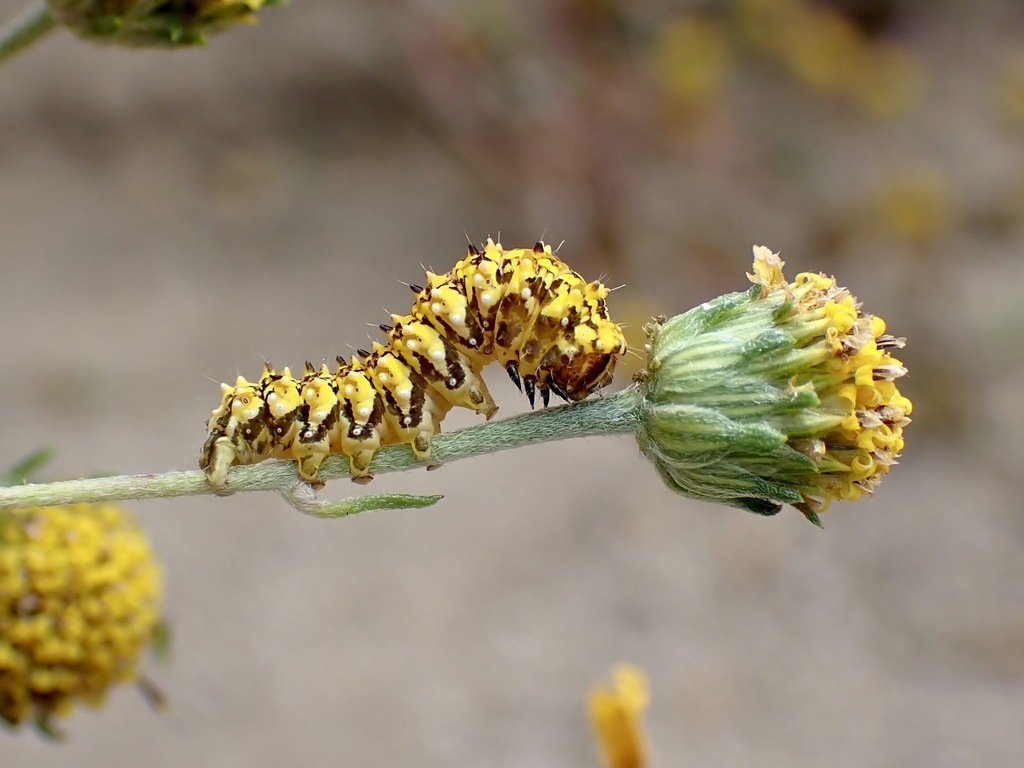Stiria intermixta