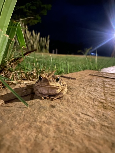 Cururu Toad