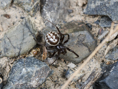 Steatoda albomaculata