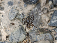 Steatoda albomaculata