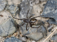 Steatoda albomaculata