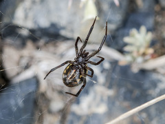 Steatoda albomaculata