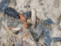 Steatoda albomaculata