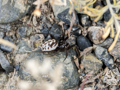 Steatoda albomaculata