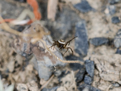 Steatoda albomaculata