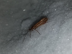 Psychoglypha