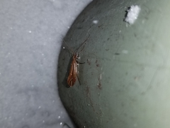 Psychoglypha