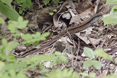 Bocourt's Ameiva photo 3