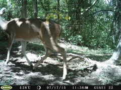 Odocoileus virginianus sinaloae