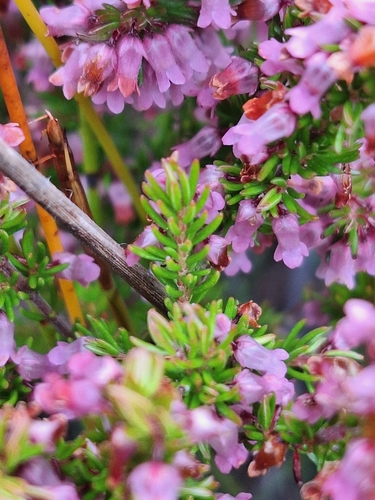 Valley Heath (Erica intervallaris)