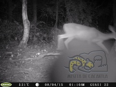 Odocoileus virginianus sinaloae