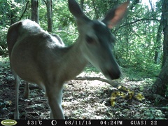Odocoileus virginianus sinaloae