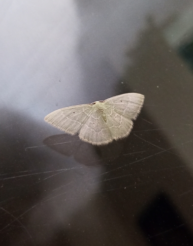 Lissochlora ronaldi