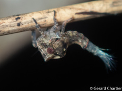 Nogodinidae