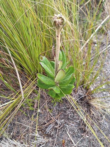 Palmiet Firedaisy (Capelio caledonica)