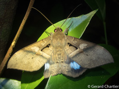 Ischyja inferna