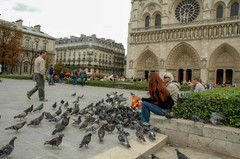 Columba livia domestica