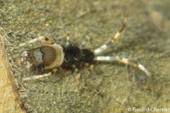 Paronellidae