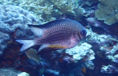 Amblyglyphidodon leucogaster