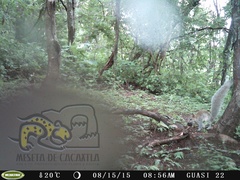 Sciurus colliaei sinaloensis