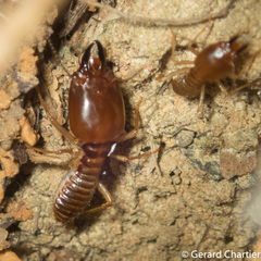 Macrotermes annandalei
