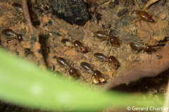 Macrotermes annandalei