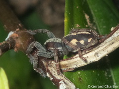 Storenomorpha