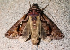 Plusiopalpa adrasta