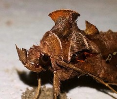 Plusiopalpa adrasta