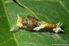 Papilio polytes romulus