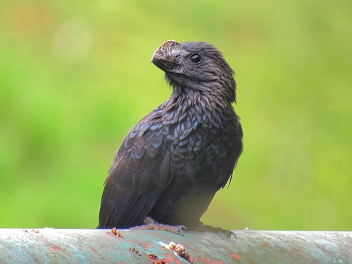 Smooth-billed Ani, Rua Bom Pastor, 279 - Ipiranga, São Paulo - SP, 04203-050, Brasil, photo 10 of 10