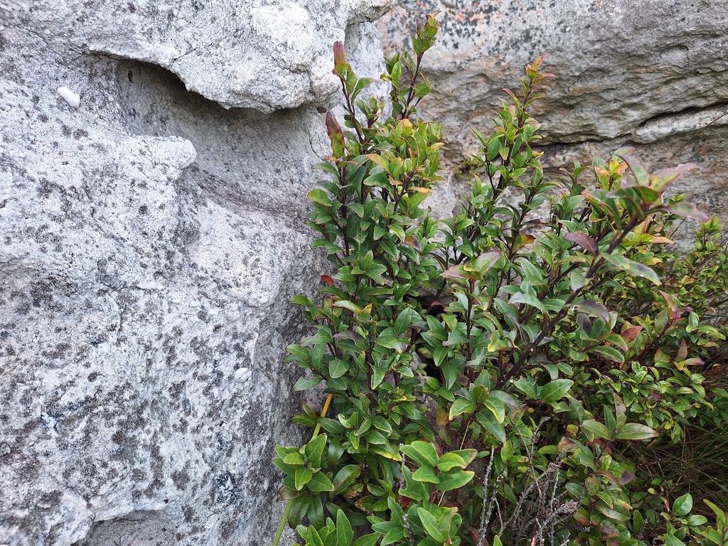 Halleria elliptica; photograph (c) Adele SL, some rights reserved (CC BY)